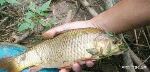 钓鱼饵料挂法，提升上鱼率的秘诀