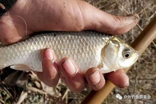 钓获量翻倍！自制钓鱼饵料秘籍，让鱼儿疯狂咬钩