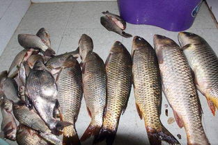 如何正确使用大号钓鱼饵料，视频教程详解