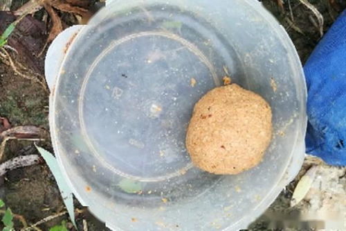 鱼子酱钓鱼饵料的使用方法与技巧