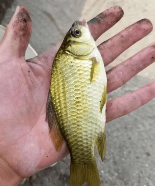 秘制钓鱼饵料方饼，让鱼儿疯狂咬钩！