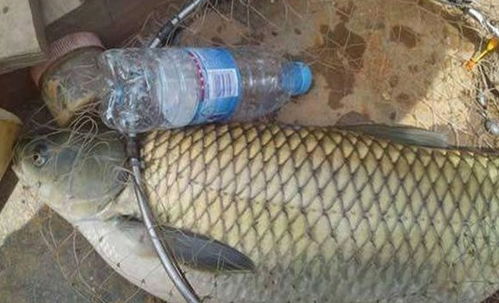 台海海钓利器，这款鱼饵料到底怎么样？