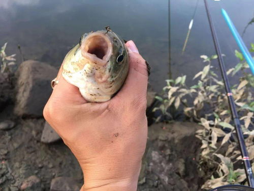 黄哥钓鱼饵料怎么配的好？手把手教你打造诱鱼神器！