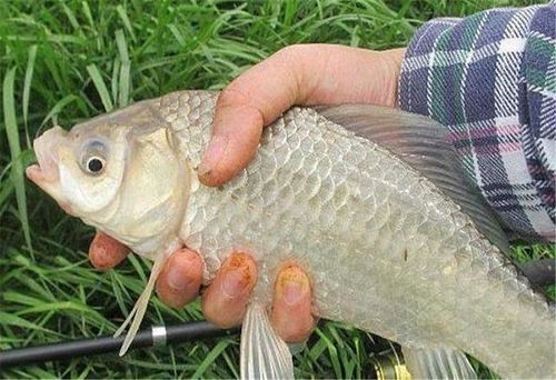 钓鱼饵料内加醋怎么样用？这份秘籍让你鱼获满满！