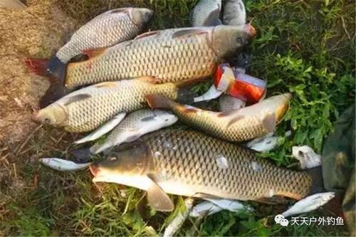 揭秘！用水稻壳自制钓鱼饵料，鱼儿疯狂咬钩！