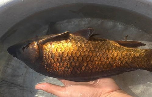 天天钓鱼饵料怎么做的好？掌握这5大秘方，鱼口大开不封底！