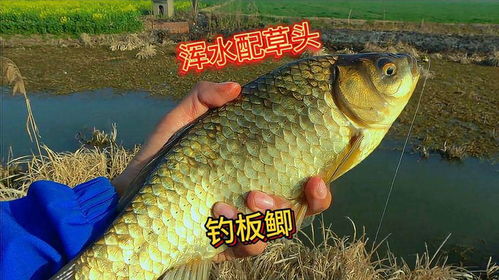 破除腥味干扰，钓获大鲫鱼