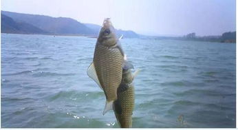 吴亚钓鱼饵料钓底怎么开？专业钓底饵料制作全攻略