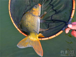 天湖水库钓鱼饵料全攻略，哪里买？怎么选？实战配方大公开！