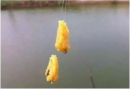 红薯叶的妙用秘籍，自制天然钓鱼饵料，提高上钩率！