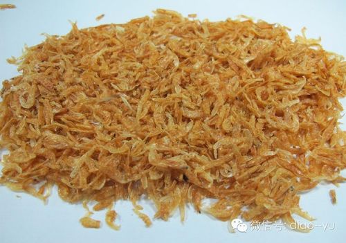 钓鲫鱼怎么用虾粉钓鱼饵料
