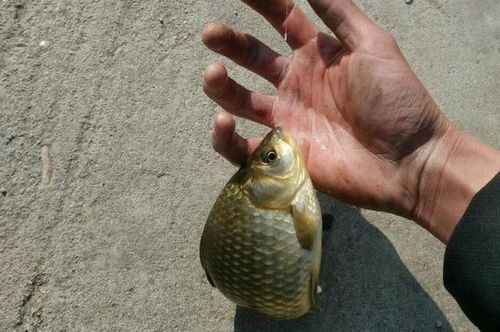 自制打窝钓鱼饵料，从零开始的垂钓秘籍