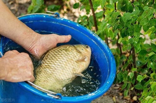 狗吃钓鱼饵料怎么办？这些处理方法，请收好！