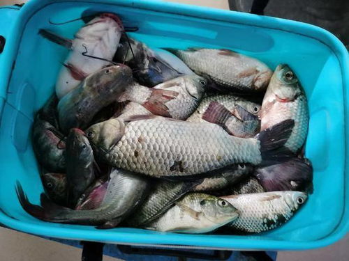 原神钓鱼没鱼饵料怎么办？这些方法太实用了！