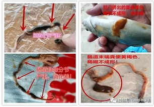 钓鱼饵料酸碱度的测量方法