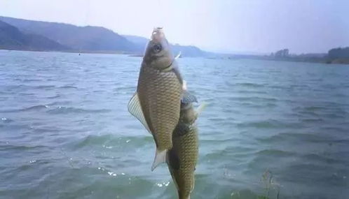 倒流河钓鱼饵料秘方大公开，自制饵料轻松钓大鱼！