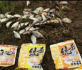 野钓饵料小包装的7种神奇用法
