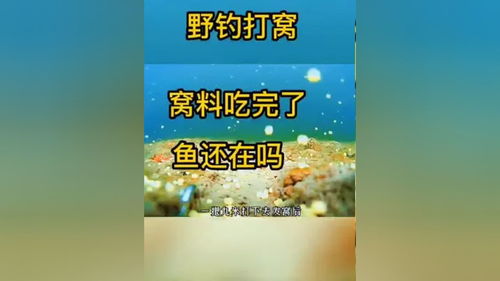 钓鱼高手必学，打窝酒米的精准投放秘籍