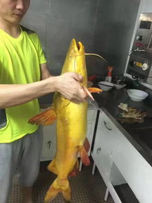 钓鱼饵料秘籍，如何拌出诱鱼高手的美味？
