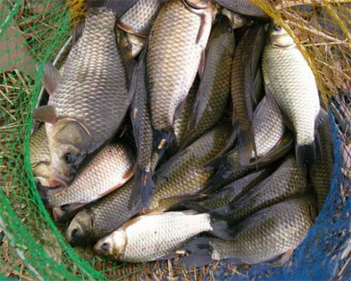 鱼钓饵料不揉团怎么办？这些方法帮你轻松解决！
