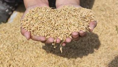 钓鱼高手的秘密武器，自制香焦饵料的完美制作指南
