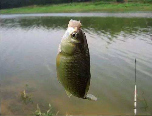 钓鱼饵料红麦怎么做？这份视频教程让你轻松学会！