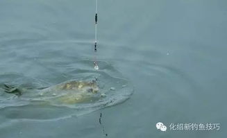钓鱼饵料抛火鲢鳙怎么钓，全攻略与实战技巧
