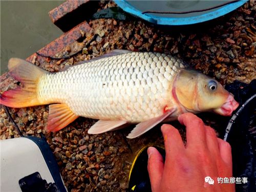 鱼钓饵料不化开怎么办？5个实用技巧帮你解决问题