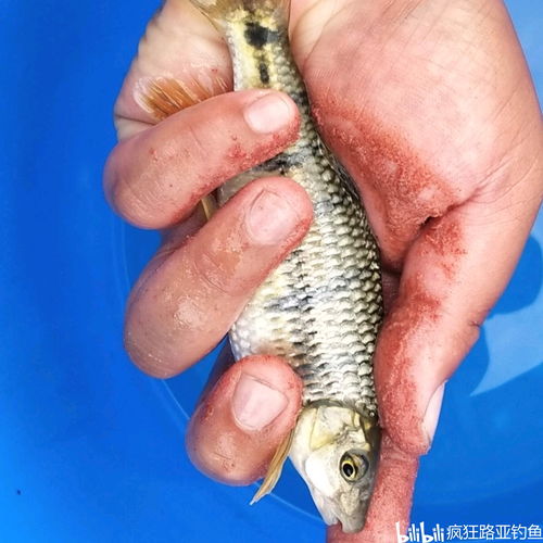 石斑鱼怎么作钓鱼饵料视频，从拍摄到发布的全流程指南