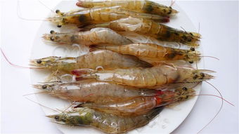 虾与螺蛳，打造诱鱼高手的天然饵料秘籍