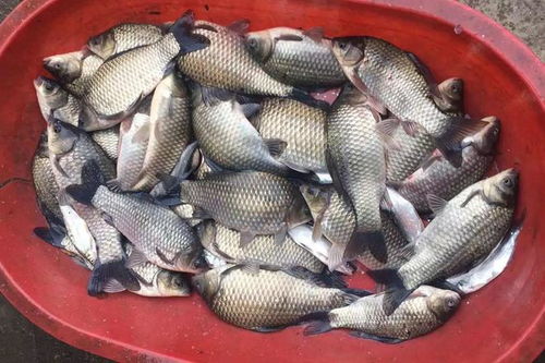 钓鱼饵料腥味儿大怎么办？这些实用技巧帮你轻松解决
