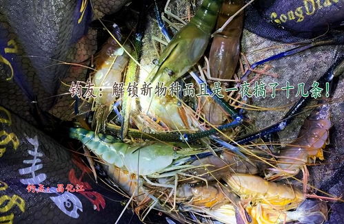 河虾，钓鱼高手的秘密武器
