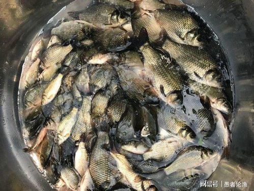 掌握这5个技巧，饵料在钩上不散开，鱼儿上钩更轻松！