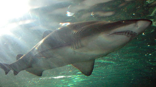 How to Fish for Sharks:A Comprehensive Guide with Tips and Technique Videos