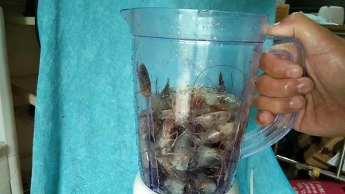 钓鱼饵料变质了怎么办？这些妙招让你变废为宝！