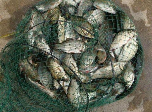 夏季打窝推荐，钓鱼饵料怎么选？