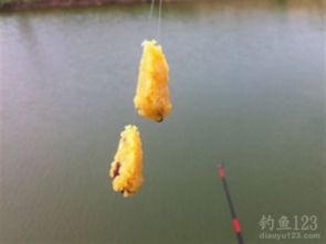 红薯藤钓鱼饵料，自然馈赠的钓鱼秘密武器