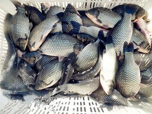 渭河钓鱼饵料近期使用指南，如何精准匹配鱼情变化