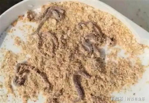 红蚯蚓钓鱼饵料盒装怎么样？深度解析与使用体验