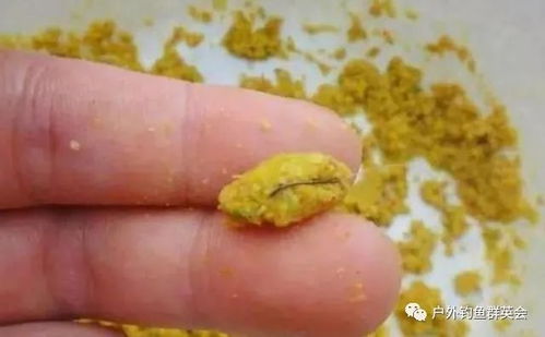钓鱼饵料导致烂手？这4个原因你中了几个？