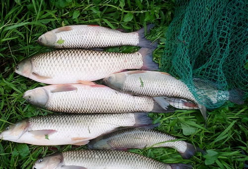 玉米饵料的奥秘,打造诱鱼高手