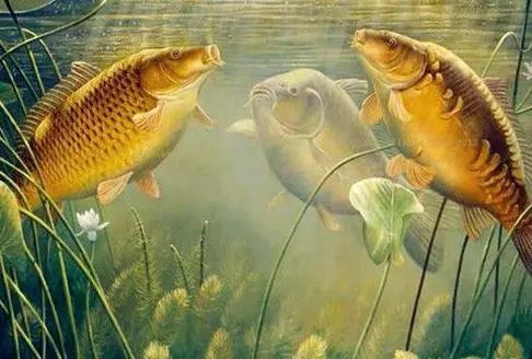 九连鲤钓鱼饵料怎么样?深度评测与使用心得