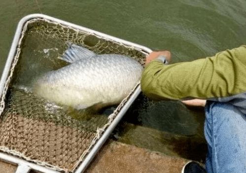 钓鱼饵料挂鱼钩的正确方法,从新手到专家的详细指南