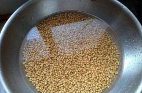 椰蓉饵料的完美制作，让鱼儿疯狂咬钩的秘诀