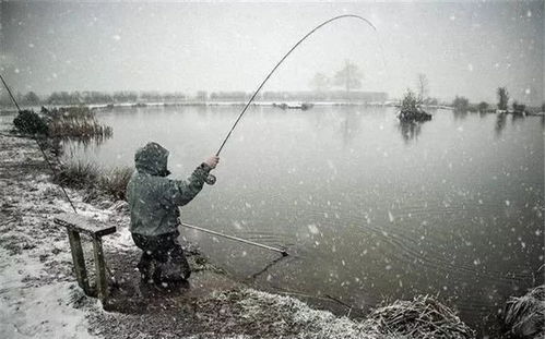 虾活饵钓鱼全攻略,从入门到精通