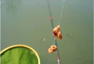 钓鱼饵料调配比例图,从新手到专家的完整指南