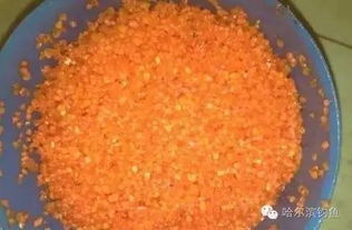 钓鱼饵料香豆怎么用的啊?这份详细指南让你成为钓鱼高手