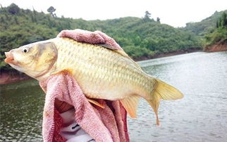 网红试钓鱼饵料怎么用的?这些实用技巧让你的鱼获翻倍!