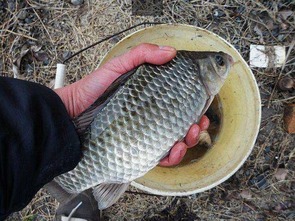 下雨天钓鱼饵料开饵全攻略