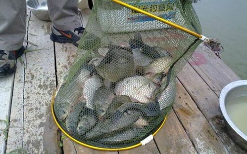 虾开散炮钓鱼饵料,诱鱼高手的秘方!